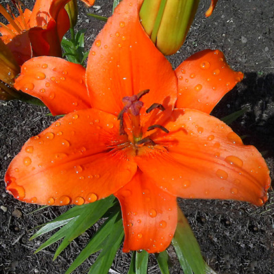 Лилия Кампече (5 шт)