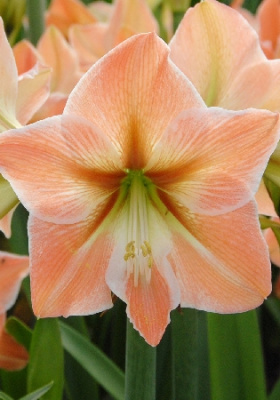 Амарилис Априкот Парфейтер (1)