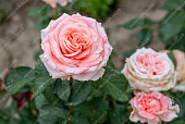 Роза Амстердам пинк (флориб, розов)
