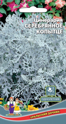 цЦинерария Серебряное копытце