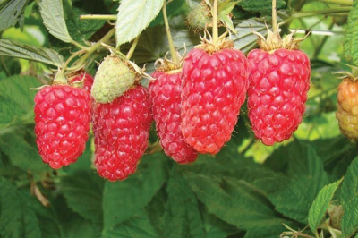 Малина Лячка 20шт