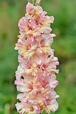 Гладиолус Кружевной бант (1 разбор) (10 шт)