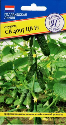 Огурец СВ 4097  5шт (Голландия)