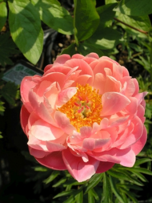 Пион Корал Энд Голд (1 шт)