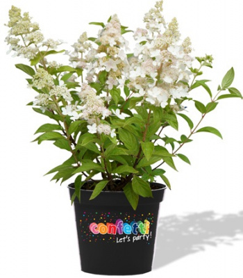 Гортензия Конфетти