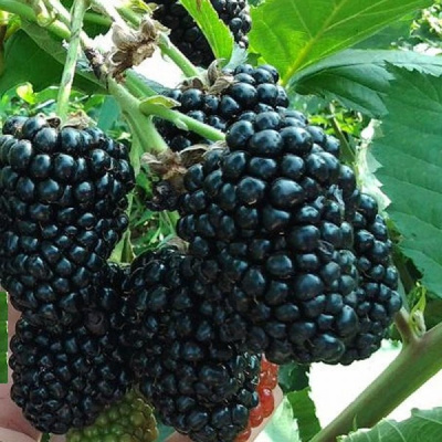 Ежевика Прайм Арк Фридом 20шт