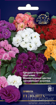цПримула Лолита 5шт