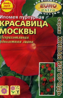 цИпомея Красавица Москвы