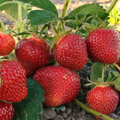 Земляника Юния Смайдс ранняя (40 шт)