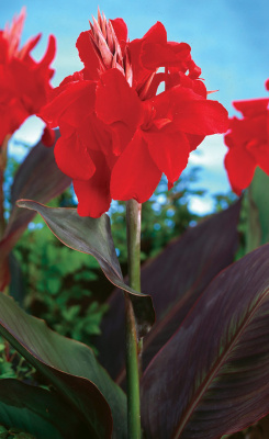 Канна Амбассадор (1 шт)