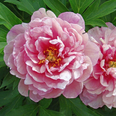 Пион Пинк Дабл Денди арт 481 (1 шт)