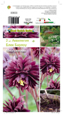 Аквилегия Блек Барлоу, махр,(2шт)
