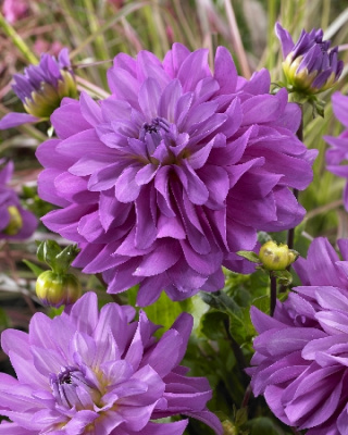 Георгин Блютифол (1 шт) Георгин Блютифол (1 шт)