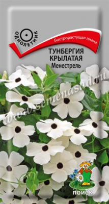 цТунбергия Менестрель