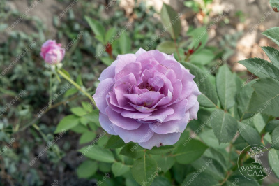 Роза Новалис (флориб, сирен.)