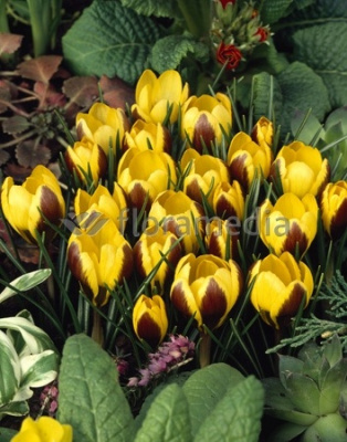 Крокус Геральд (8 шт)