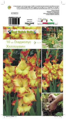 Гладиолус Хеллоувин (10)