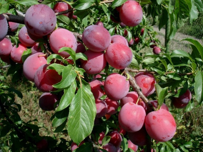 Алыча Аленушка