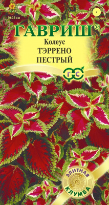 Колеус Тэррено пестрый 4шт