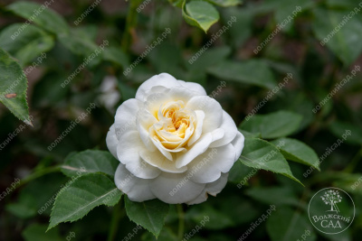 Роза Алабастер (спрей, белый )