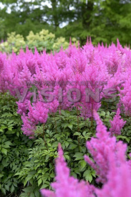 Астильба Глориа Пурпуреа (Арендса) (1) Астильба Глориа Пурпуреа (Арендса) (1)