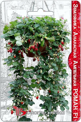 Земляника Ананасная Роман амп. 5шт