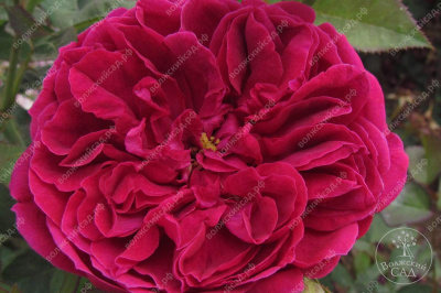 Роза Дарси (шраб анг. бордовый)