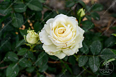 Роза Прауд (ч-гибрид. белый)