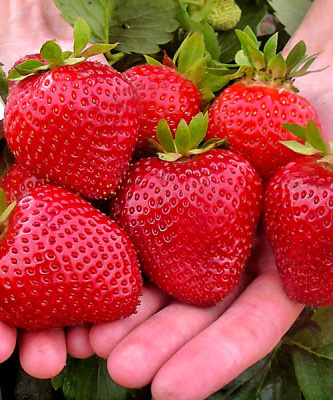 Земляника Фурор ремонтантная (40 шт)