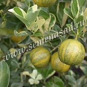 Цитрус Лимон Вариегата