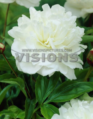 Пион Белый махровый (1 шт)