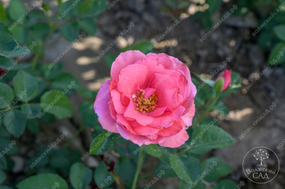 Роза Селин Дельбар (флориб. розов.)