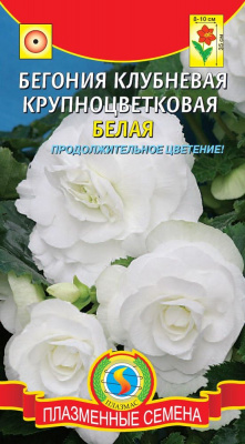цБегония клубневая Белая крупноцветковая