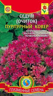 цСедум Пурпурный ковер (Очиток) 100шт