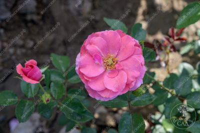 Роза Селин Дельбар (флориб. розов.)