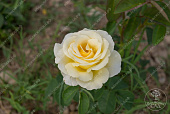 Роза Айсберг (флориб.,белый)