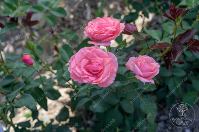 Роза Селин Дельбар (флориб. розов.)