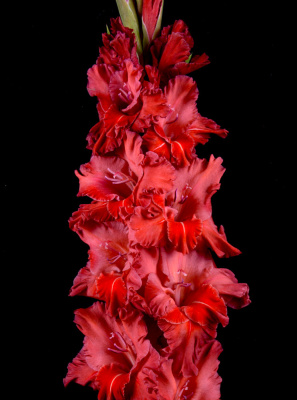 Гладиолус Бенгальский огонь (5 шт)