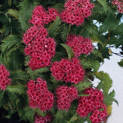 Спирея Криспа Р9