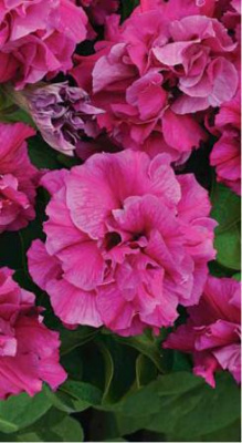 цПетуния Жоржетта многоцв.гибрид 10шт бордовая