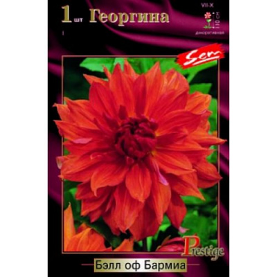 Георгин Бель оф Бармиа (1)