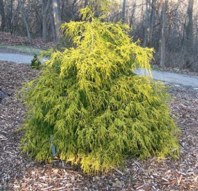 Кипарисовик горохоплодный Голд Спангл