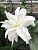 Лилия Roselily Самуэла (5 шт)