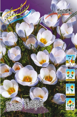 Крокус Блю Перл (10 шт)