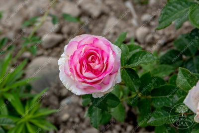 Роза Белла Вита (ч.-гибрид, белый,розовый)