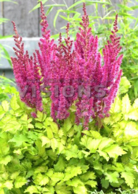 Астильба Сюрпрайз Парти (2)