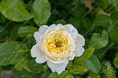 Роза Патриция Кент (шраб белый, желтый)