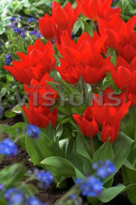 Тюльпан Престанс Фузелиер (5 шт.)