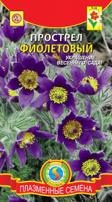 цПрострел Фиолетовый 10шт